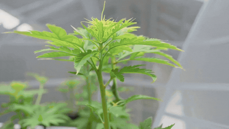 CO2 Simulation Visualization